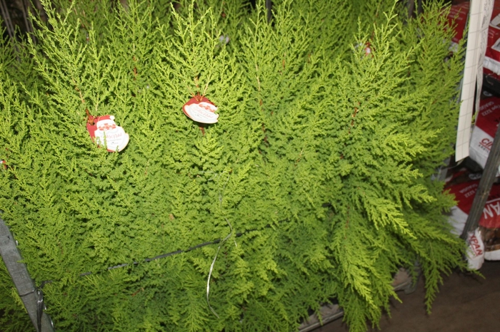 <h4>TUIA HOLANDESA P20</h4>