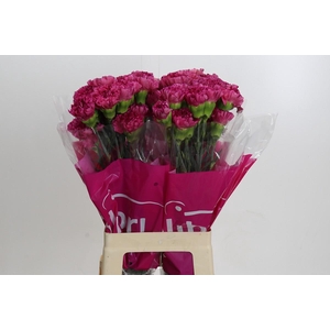 Dianthus St Bernard