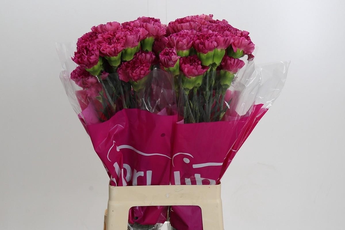 <h4>Dianthus St Bernard</h4>