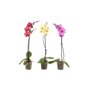 Phal Mix 1T9+