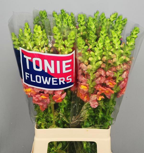 <h4>ANTIR MARYLAND ORANG</h4>