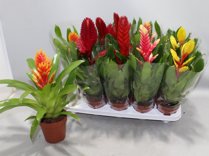 <h4>VRIES GEM 8 SRT</h4>