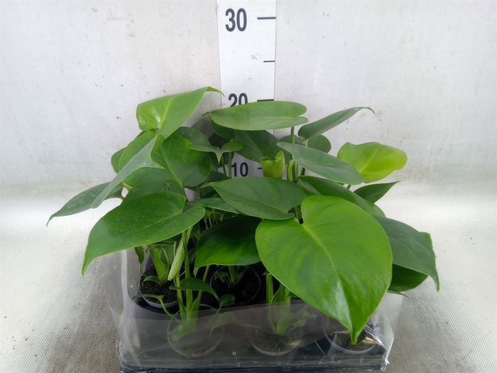 <h4>Monstera delic.</h4>