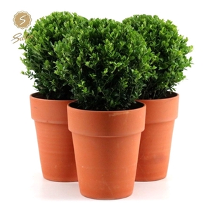 Ilex crenata 'Jenny'® Ball Ø20cm P17 in Ceramic Terracotta