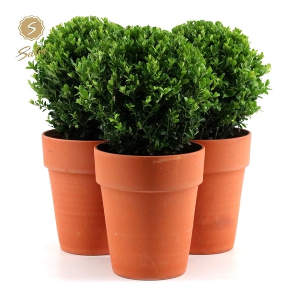 Ilex crenata 'Jenny'® Ball Ø20cm P17 in Ceramic Terracotta