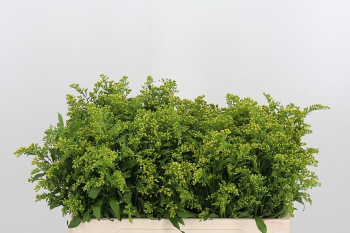 <h4>Soli Carzan Glory</h4>