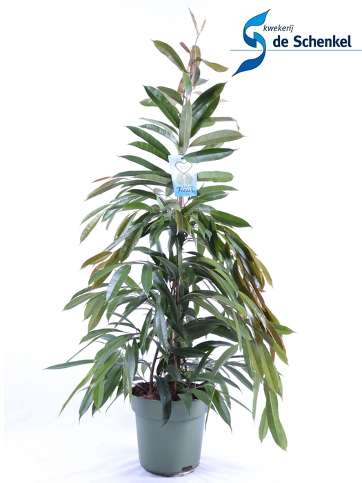 <h4>Ficus Amstel King</h4>