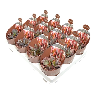 Adromischus Tri Calico Heart Potcover