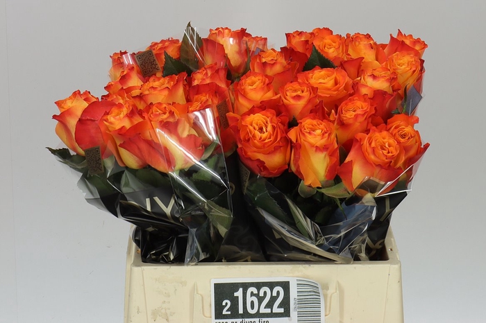 <h4>Rosa Gr Diyas Fire</h4>