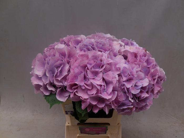 <h4>HYDR M CH MARSEPE BL</h4>