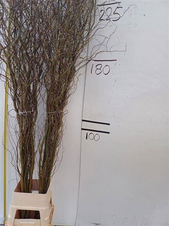 <h4>Salix Kronkelwillow</h4>