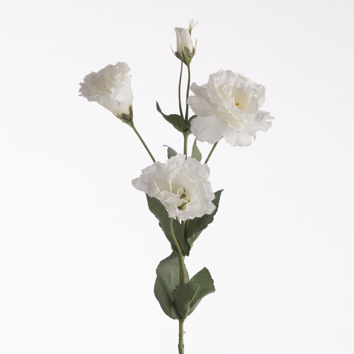 <h4>AF Lisianthus x4 L68cm White</h4>