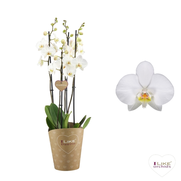<h4>Duetto Leeds - 4 tak</h4>