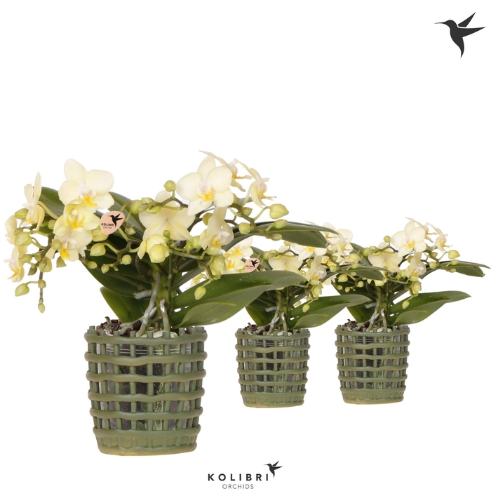 <h4>Kolibri Orchids Phalaenopsis Botanic yellow 4 spike in Mesh pot green</h4>