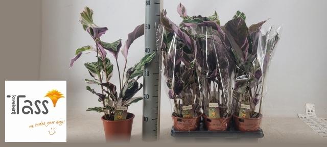 <h4>CALAT FUSION WHITE</h4>