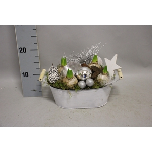 Arrangement Kerst Hyacint Zink ovaal wit L