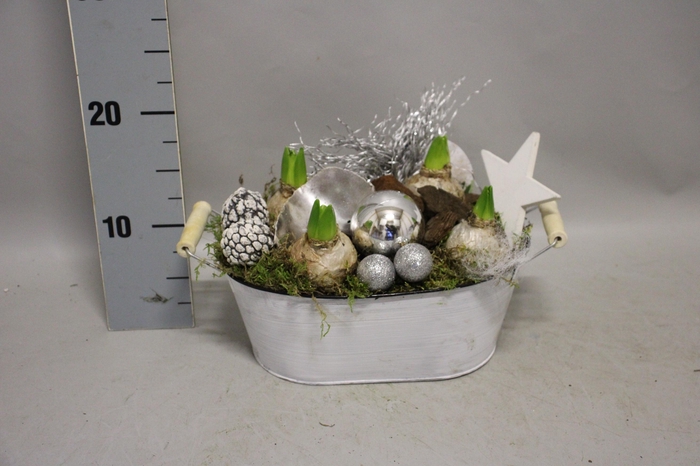 <h4>Arrangement Kerst Hyacint Zink ovaal wit L</h4>