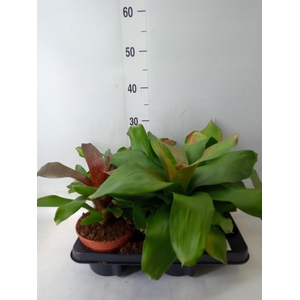 Neoregelia   ...mix