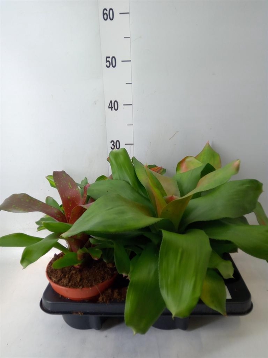 <h4>Neoregelia   ...mix</h4>