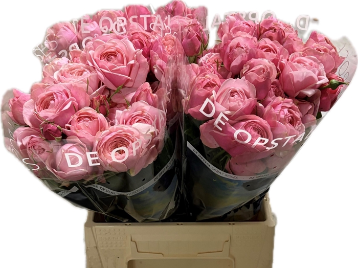 <h4>R tr Silva Pink+</h4>