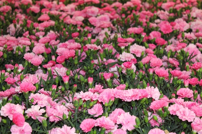 <h4>Dianthus I Love U</h4>