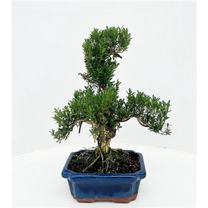 buxus harlandii, 20 cm shape, without driptray