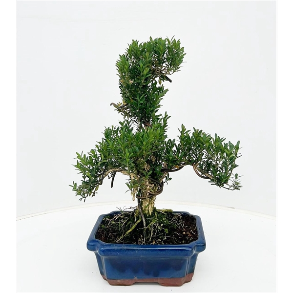 buxus harlandii, 20 cm shape, without driptray