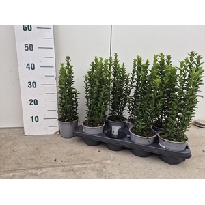 EUONYMUS JA GR SPIRE