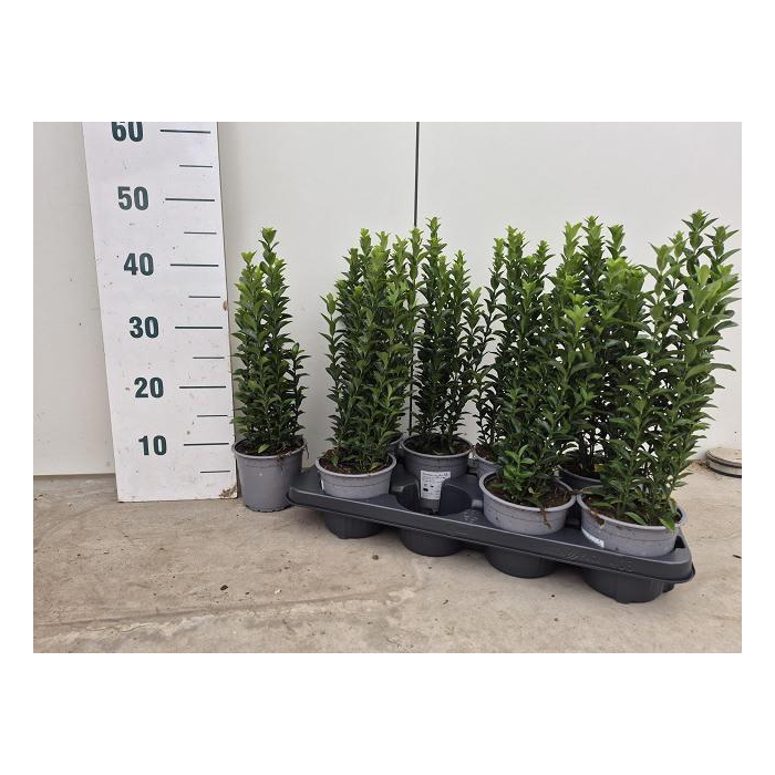 <h4>EUONYMUS JA GR SPIRE</h4>