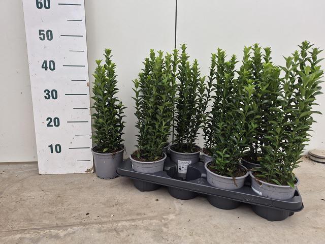 <h4>EUONYMUS JA GR SPIRE</h4>