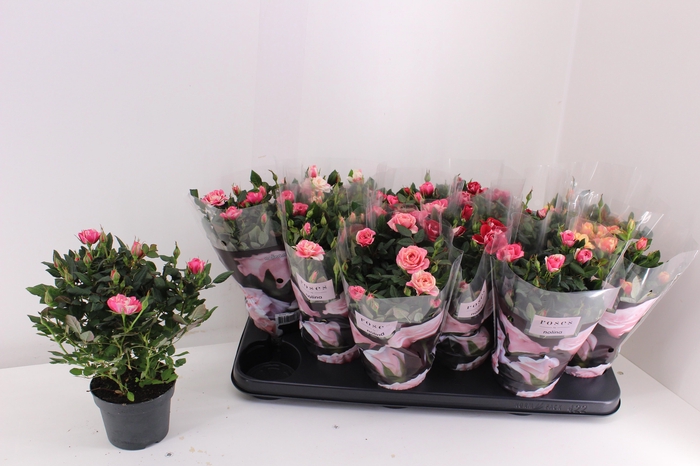 <h4>RO VICTORY GEM</h4>