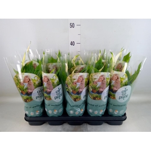 Spathiphyllum  'Bellini'