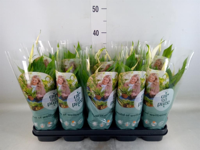 <h4>Spathiphyllum 'Bellini'</h4>