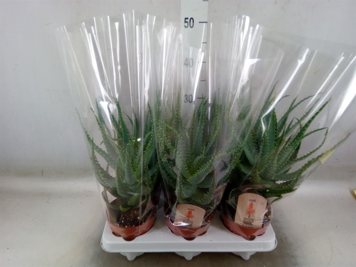 <h4>Aloe arborescens</h4>