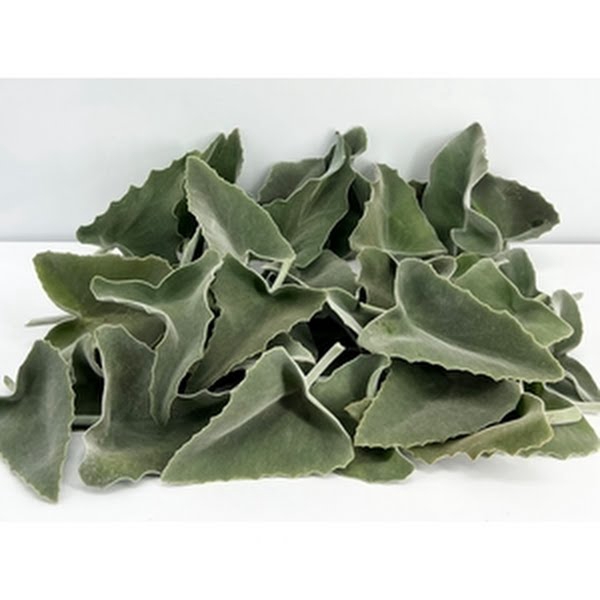 <h4>Kalanchoe Beharensis Italy</h4>