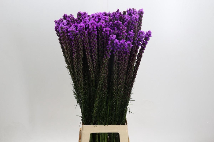 <h4>Liatris Callilepis</h4>