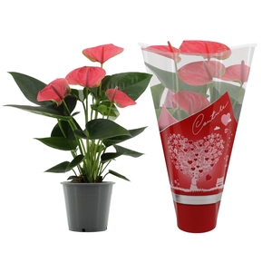 Anthurium 12 cm Sweet Dream in Couture heart sleeve