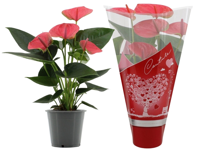 <h4>Anthurium 12 cm Sweet Dream in Couture heart sleeve</h4>