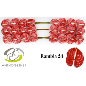 ANTH A RAMBLA 24 smart pack