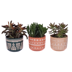 Succulenten mix 12 cm in vanuatu pot