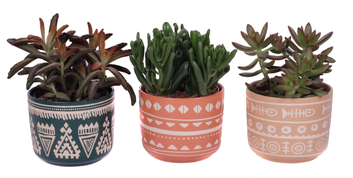 <h4>Succulenten mix 12 cm in vanuatu pot</h4>