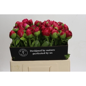 Paeonia Command Performance