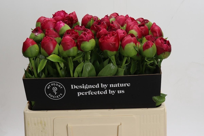 Paeonia Command Performance