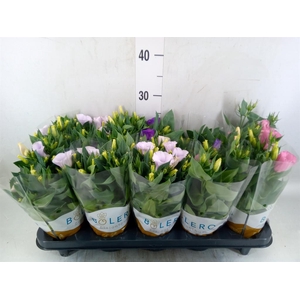 Eustoma russ. DU 'Bolero'   ...mix