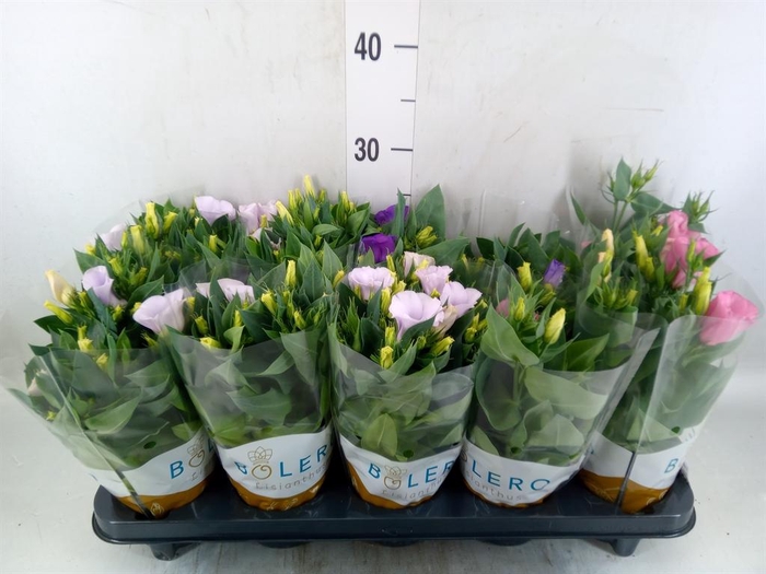 <h4>Eustoma russ. DU 'Bolero'   ...mix</h4>