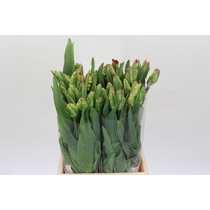 Tulipa pa Flaming Parrot