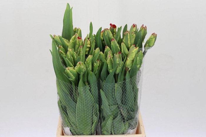 <h4>Tulipa (frans) Pa Flaming Parrot</h4>
