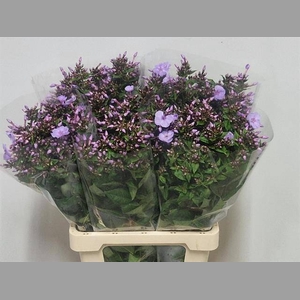 PHLOX P BUTTERFLY