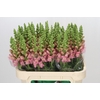 Antirrhinum Opus Pink