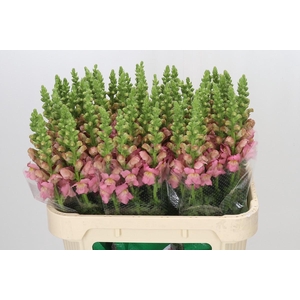 Antirrhinum Opus Pink